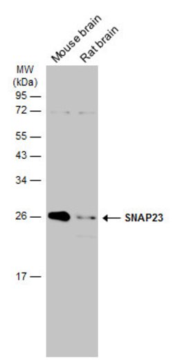 Invitrogen SNAP23 Polyclonal Antibody 100 &mu;L; Unconjugated:Antibodies,