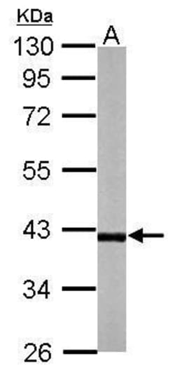 Invitrogen RFFL Polyclonal Antibody 100 &mu;L; Unconjugated:Antibodies,