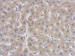 Invitrogen SENP8 Polyclonal Antibody 100 &mu;L; Unconjugated:Antibodies,