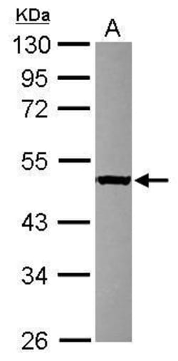 Invitrogen SERGEF Polyclonal Antibody 100 μL; Unconjugated:Antibodies,