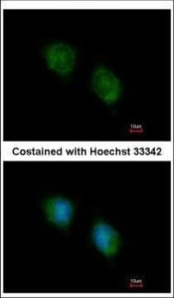 Invitrogen COPS4 Polyclonal Antibody 100 &mu;L; Unconjugated:Antibodies,