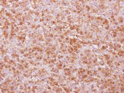 Invitrogen COPS4 Polyclonal Antibody 100 &mu;L; Unconjugated:Antibodies,
