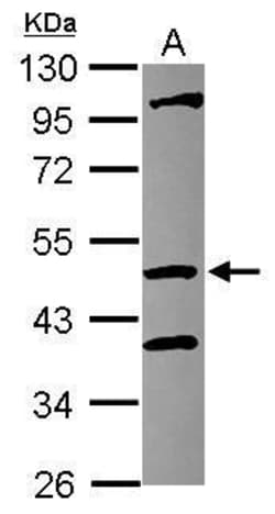 Invitrogen COPS4 Polyclonal Antibody 100 &mu;L; Unconjugated:Antibodies,