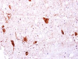Invitrogen EGFLAM Polyclonal Antibody 100 &mu;L; Unconjugated:Antibodies,