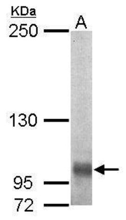 Invitrogen EGFLAM Polyclonal Antibody 100 &mu;L; Unconjugated:Antibodies,