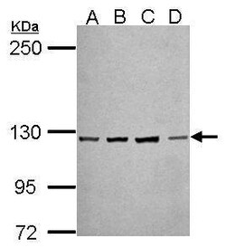 Invitrogen PCDH10 Polyclonal Antibody 100 &mu;L | Buy Online | Invitrogen&trade; | Fisher Scientific