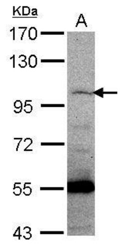 Invitrogen PCDHGC5 Polyclonal Antibody 100 &mu;L; Unconjugated:Anticuerpos