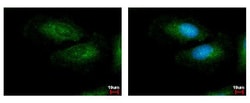 Invitrogen LRG1 Polyclonal Antibody 100 &mu;L; Unconjugated:Antibodies,