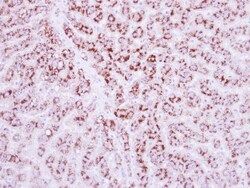 Invitrogen LRG1 Polyclonal Antibody 100 &mu;L; Unconjugated:Antibodies,