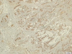 Invitrogen LRG1 Polyclonal Antibody 100 &mu;L; Unconjugated:Antibodies,