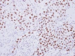 Invitrogen SENP3 Polyclonal Antibody 100 &mu;L; Unconjugated:Antibodies,