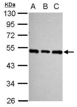 Invitrogen SF3B4 Polyclonal Antibody 100 &mu;L; Unconjugated:Antibodies,
