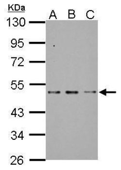 Invitrogen SF3B4 Polyclonal Antibody 100 &mu;L; Unconjugated:Antibodies,