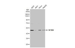 Invitrogen SF3B4 Polyclonal Antibody 100 &mu;L; Unconjugated:Antibodies,