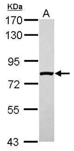 Invitrogen SLC4A1AP Polyclonal Antibody 100 &mu;L; Unconjugated:Antibodies,