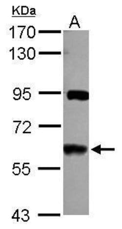 Invitrogen VAM1 Polyclonal Antibody 100 &mu;L; Unconjugated:Antibodies,