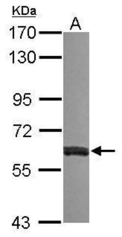 Invitrogen VAM1 Polyclonal Antibody 100 &mu;L; Unconjugated:Antibodies,