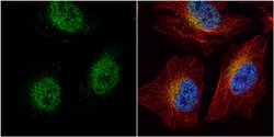Invitrogen HEY1 Polyclonal Antibody 100 &mu;L; Unconjugated:Antibodies,