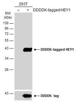 Invitrogen HEY1 Polyclonal Antibody 100 &mu;L; Unconjugated:Antibodies,