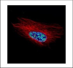 Invitrogen HOXC10 Polyclonal Antibody 100 μL; Unconjugated:Antibodies,