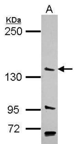 Invitrogen PAN2 Polyclonal Antibody 100 &mu;L; Unconjugated:Antibodies,