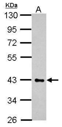 Invitrogen HS3ST2 Polyclonal Antibody 100 &mu;L; Unconjugated:Antibodies,