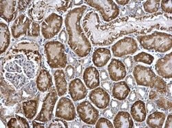 Invitrogen Arginase 2 Polyclonal Antibody 100 &mu;L; Unconjugated:Antibodies,