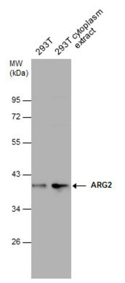 Invitrogen Arginase 2 Polyclonal Antibody 100 &mu;L; Unconjugated:Antibodies,