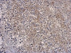Invitrogen OAS3 Polyclonal Antibody 100 &mu;L; Unconjugated:Antibodies,