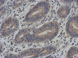 Invitrogen ENC-2 Polyclonal Antibody 100 μL; Unconjugated:Antibodies,