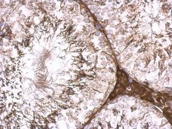 Invitrogen ENC-2 Polyclonal Antibody 100 μL; Unconjugated:Antibodies,