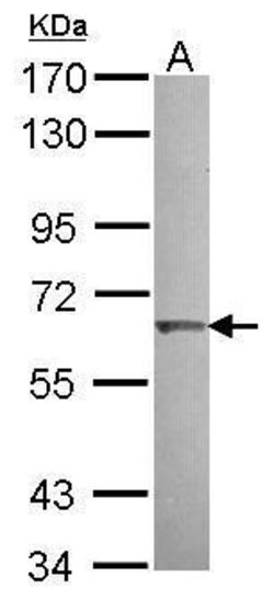 Invitrogen ENC-2 Polyclonal Antibody 100 μL; Unconjugated:Antibodies,