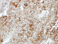 Invitrogen PCDHB16 Polyclonal Antibody 100 &mu;L; Unconjugated:Antibodies,