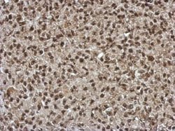 Invitrogen SLU7 Polyclonal Antibody 100 &mu;L; Unconjugated:Antibodies,