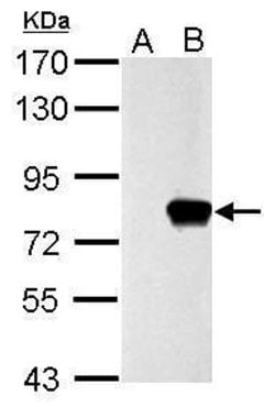 Invitrogen SLU7 Polyclonal Antibody 100 &mu;L; Unconjugated:Antibodies,