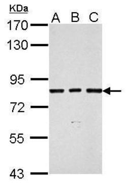 Invitrogen SLU7 Polyclonal Antibody 100 &mu;L; Unconjugated:Antibodies,