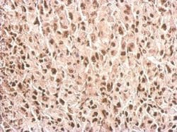 Invitrogen PPIH Polyclonal Antibody 100 &mu;L; Unconjugated:Antibodies,