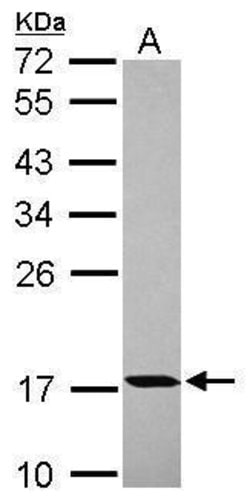 Invitrogen PPIH Polyclonal Antibody 100 &mu;L; Unconjugated:Antibodies,