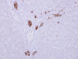 Invitrogen ARMC1 Polyclonal Antibody 100 &mu;L; Unconjugated:Antibodies,