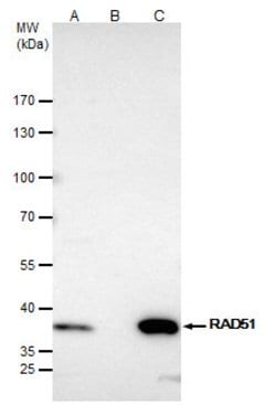 Invitrogen RAD51 Polyclonal Antibody 100 &mu;L; Unconjugated:Antibodies,