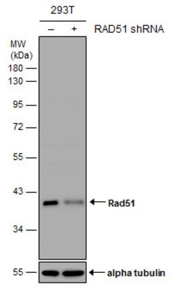 Invitrogen RAD51 Polyclonal Antibody 100 &mu;L | Buy Online | Invitrogen&trade; | Fisher Scientific