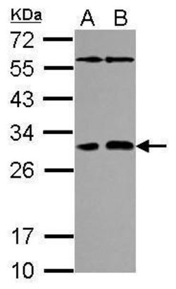 PAFAH1B2 Polyclonal Antibody:Antibodies, Polyclonal