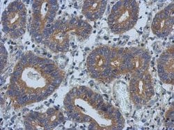 Invitrogen PSD Polyclonal Antibody 100 &mu;L; Unconjugated:Antibodies,