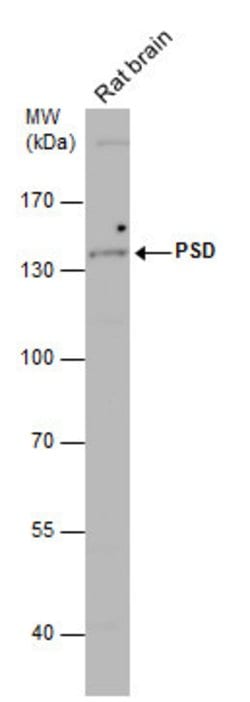 Invitrogen PSD Polyclonal Antibody 100 &mu;L; Unconjugated:Antibodies,