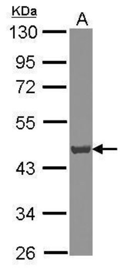 Invitrogen ATP6V0D1 Polyclonal Antibody 100 &mu;L; Unconjugated:Antibodies,