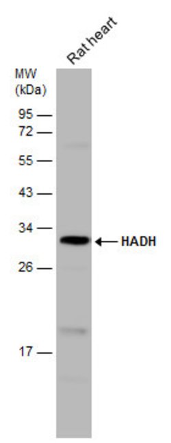 Invitrogen HADH Polyclonal Antibody 100 &mu;L; Unconjugated:Antibodies,