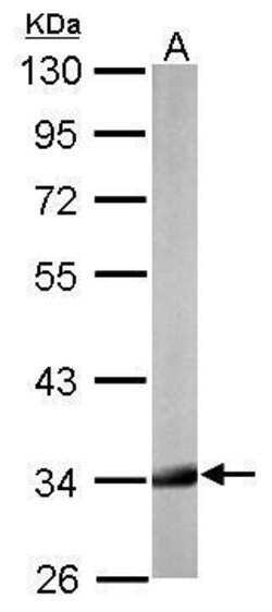 Invitrogen HADH Polyclonal Antibody 100 &mu;L; Unconjugated:Antibodies,