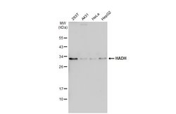 Invitrogen HADH Polyclonal Antibody 100 &mu;L; Unconjugated:Antibodies,