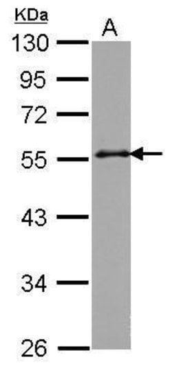 Invitrogen GRASP55 Polyclonal Antibody 100 &mu;L | Buy Online | Invitrogen&trade; | Fisher Scientific