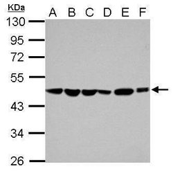 Invitrogen PAICS Polyclonal Antibody 100 &mu;L; Unconjugated:Antibodies,